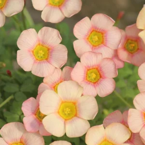 Oxalis Obtusa Ripple Bulbs – Multi-Colored Flowers – Plant in Fall – Indoor/Outdoor - Image 1