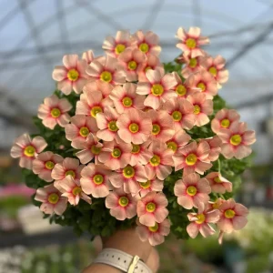 Oxalis Obtusa Rouge Moon Flower Bulbs - Vibrant Multi-Color Blooms - Image 2
