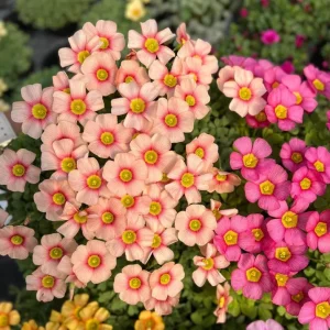 Oxalis Obtusa Rouge Moon Flower Bulbs - Vibrant Multi-Color Blooms - Image 3