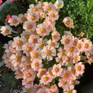 Oxalis Obtusa Rouge Moon Flower Bulbs - Vibrant Multi-Color Blooms - Image 4