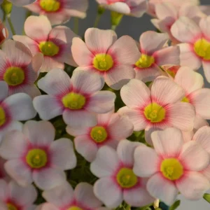Oxalis Obtusa Rouge Moon Flower Bulbs - Vibrant Multi-Color Blooms - Image 6