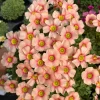 Oxalis Obtusa Rouge Moon Flower Bulbs - Vibrant Multi-Color Blooms - Image 1