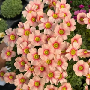 Oxalis Obtusa Rouge Moon Flower Bulbs - Vibrant Multi-Color Blooms - Image 1