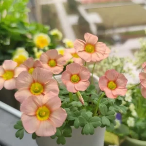Oxalis Obtusa Rust Flower Bulbs – Late Flowering Oxalis – Multi-Colored Blooms - Image 2