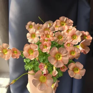 Oxalis Obtusa Rust Flower Bulbs – Late Flowering Oxalis – Multi-Colored Blooms - Image 3