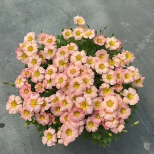 Oxalis Obtusa Rust Flower Bulbs – Late Flowering Oxalis – Multi-Colored Blooms - Image 4