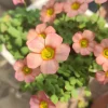 Oxalis Obtusa Rust Flower Bulbs – Late Flowering Oxalis – Multi-Colored Blooms - Image 1
