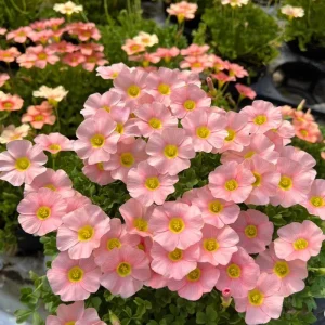 Oxalis Obtusa Sakura Jelly Bulbs – Vibrant Flowering Plant – Pink & Peach Blooms - Image 2