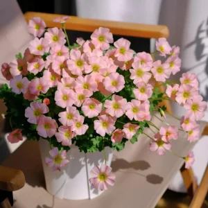 Oxalis Obtusa Sakura Jelly Bulbs – Vibrant Flowering Plant – Pink & Peach Blooms - Image 3