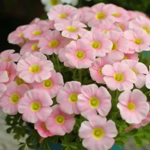Oxalis Obtusa Sakura Jelly Bulbs – Vibrant Flowering Plant – Pink & Peach Blooms - Image 4