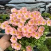Oxalis Obtusa Sakura Jelly Bulbs – Vibrant Flowering Plant – Pink & Peach Blooms - Image 1