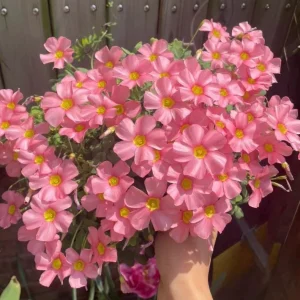 Oxalis Obtusa Spring Charm Pink Bulbs – Late Flowering Plant for Fall Planting - Image 2