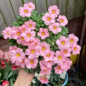 Oxalis Obtusa Spring Charm Pink Bulbs – Late Flowering Plant for Fall Planting - Image 3