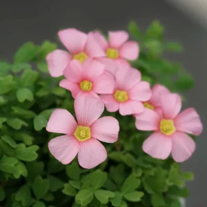 Oxalis Obtusa Spring Charm Pink Bulbs – Late Flowering Plant for Fall Planting - Image 4