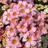 Oxalis Obtusa Spring Charm Pink Bulbs – Late Flowering Plant for Fall Planting - Image 1