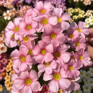 Oxalis Obtusa Spring Charm Pink Bulbs – Late Flowering Plant for Fall Planting - Image 1