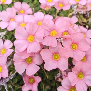 Oxalis Obtusa Spring Charm Pink Bulbs – Late Flowering Plant for Fall Planting - Image 5