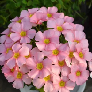 Oxalis Obtusa Spring Charm Pink Bulbs – Late Flowering Plant for Fall Planting - Image 6