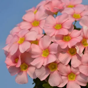 Oxalis Obtusa Spring Charm Pink Bulbs – Late Flowering Plant for Fall Planting - Image 7