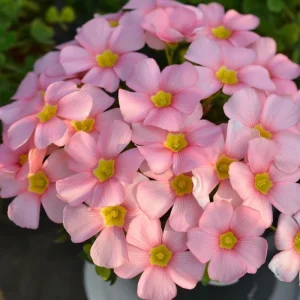 Oxalis Obtusa Spring Charm Pink Bulbs – Late Flowering Plant for Fall Planting - Image 8