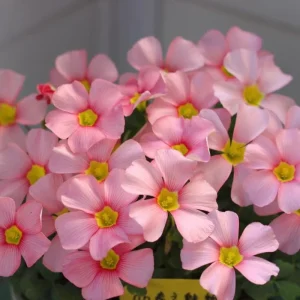 Oxalis Obtusa Spring Charm Pink Bulbs – Late Flowering Plant for Fall Planting - Image 9