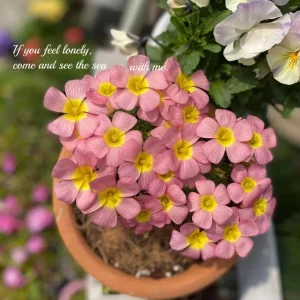 Oxalis Obtusa Summer Song Bulbs - Vibrant Multi-Colored Flowers - Image 2