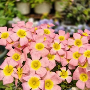 Oxalis Obtusa Summer Song Bulbs - Vibrant Multi-Colored Flowers - Image 3