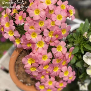 Oxalis Obtusa Summer Song Bulbs - Vibrant Multi-Colored Flowers - Image 4