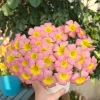 Oxalis Obtusa Summer Song Bulbs - Vibrant Multi-Colored Flowers - Image 1
