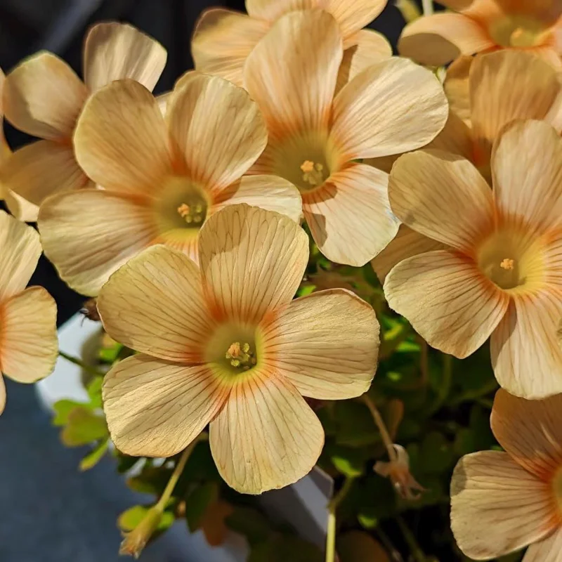 Oxalis Obtusa Sundisc Bulbs - Vibrant Peach to Orange Flowers - Easy to Grow - Image 2