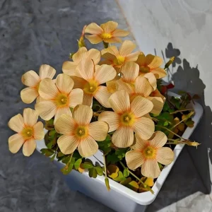 Oxalis Obtusa Sundisc Bulbs - Vibrant Peach to Orange Flowers - Easy to Grow - Image 3