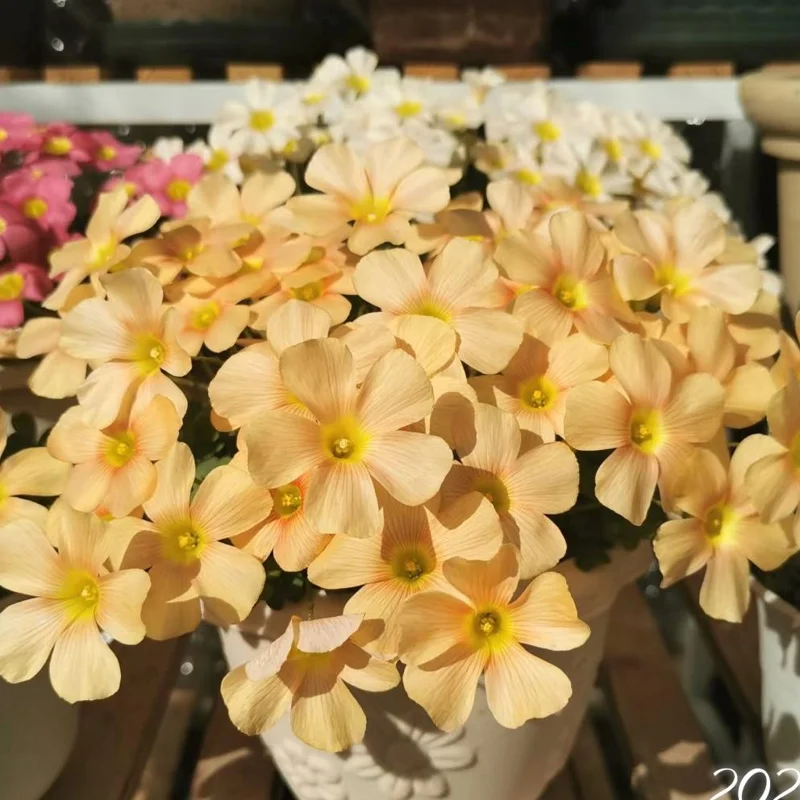 Oxalis Obtusa Sundisc Bulbs - Vibrant Peach to Orange Flowers - Easy to Grow - Image 4