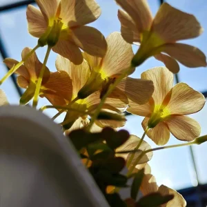 Oxalis Obtusa Sundisc Bulbs - Vibrant Peach to Orange Flowers - Easy to Grow - Image 6