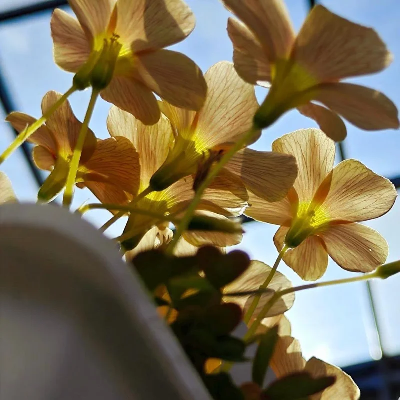 Oxalis Obtusa Sundisc Bulbs - Vibrant Peach to Orange Flowers - Easy to Grow - Image 6
