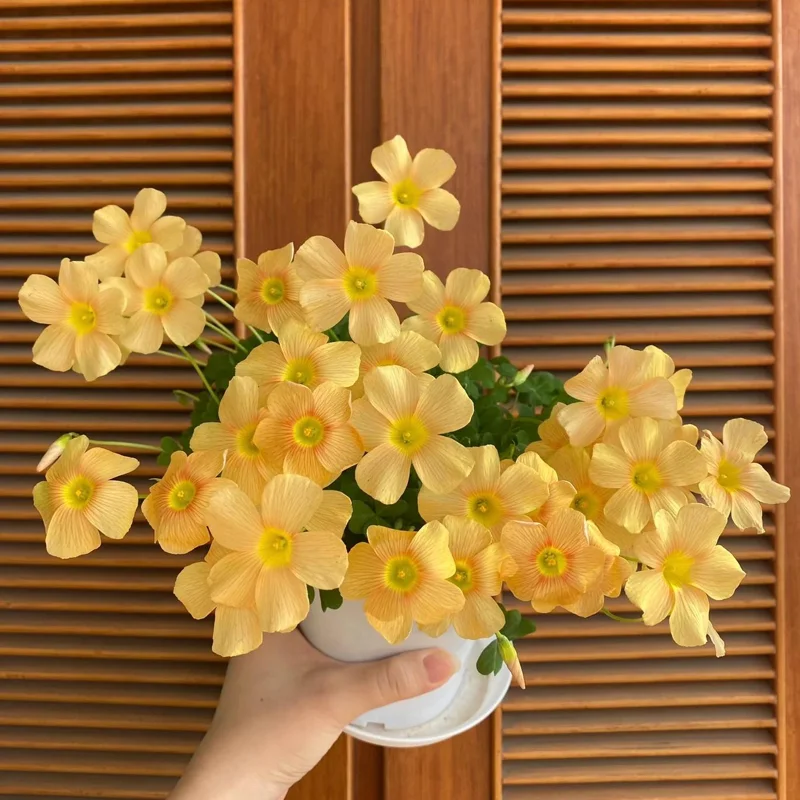Oxalis Obtusa Sundisc Bulbs - Vibrant Peach to Orange Flowers - Easy to Grow - Image 7