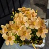 Oxalis Obtusa Sundisc Bulbs - Vibrant Peach to Orange Flowers - Easy to Grow - Image 1
