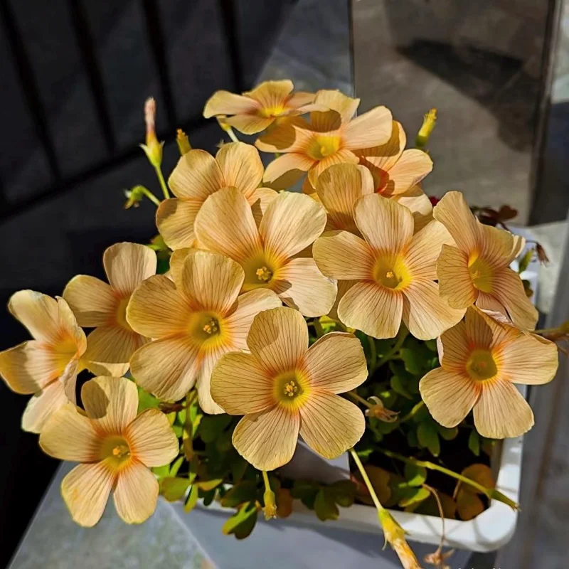 Oxalis Obtusa Sundisc Bulbs - Vibrant Peach to Orange Flowers - Easy to Grow - Image 1