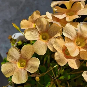 Oxalis Obtusa Sundisc Flower Bulbs - Vibrant Multi-Color Blooms - Image 5