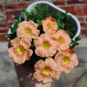 Oxalis Obtusa Sunshine Flower Bulbs – Late Flowering Oxalis Bulbs Pink Orange Yellow White - Image 2