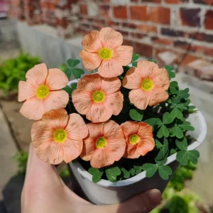 Oxalis Obtusa Sunshine Flower Bulbs – Late Flowering Oxalis Bulbs Pink Orange Yellow White - Image 3