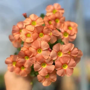 Oxalis Obtusa Sunshine Flower Bulbs – Late Flowering Oxalis Bulbs Pink Orange Yellow White - Image 4