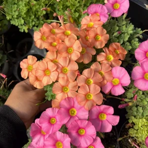 Oxalis Obtusa Sunshine Flower Bulbs – Late Flowering Oxalis Bulbs Pink Orange Yellow White - Image 5