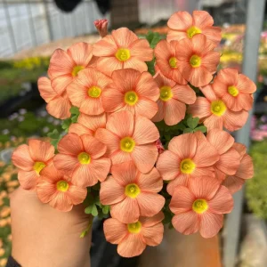 Oxalis Obtusa Sunshine Flower Bulbs – Late Flowering Oxalis Bulbs Pink Orange Yellow White - Image 1