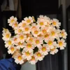 Oxalis Obtusa Vermilion Bulbs - Peach to Red Flowering, Live Plant - Image 1