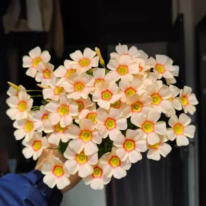 Oxalis Obtusa Vermilion Bulbs - Peach to Red Flowering, Live Plant - Image 1