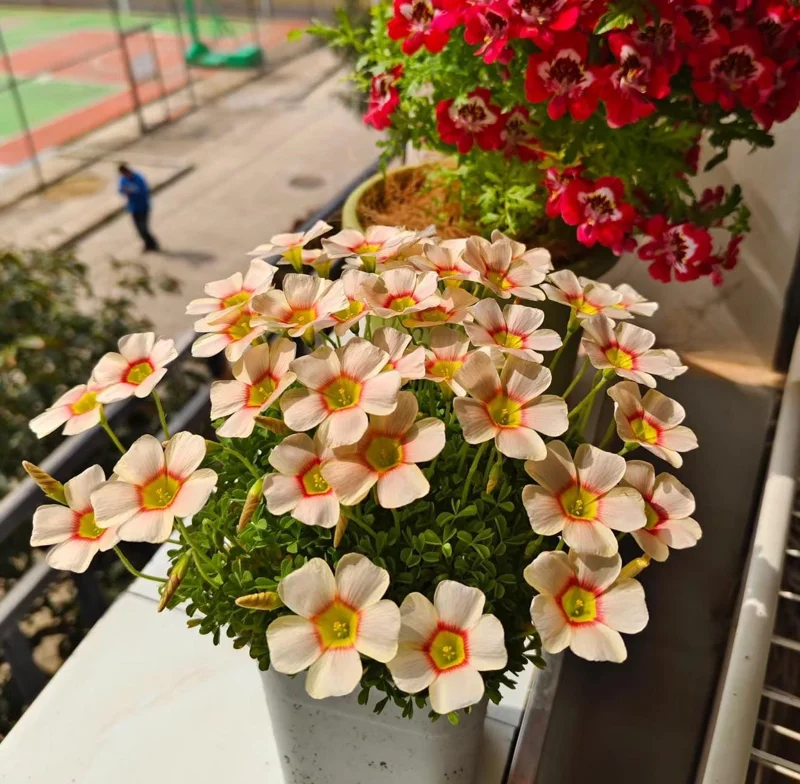 Oxalis Obtusa Vermilion Bulbs - Peach to Red Flowering, Live Plant - Image 2