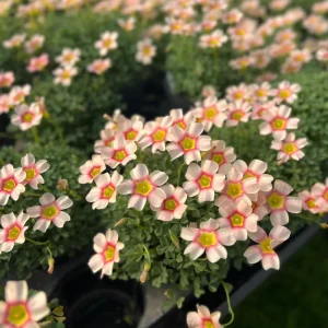 Oxalis Obtusa Vermilion Bulbs - Peach to Red Flowering, Live Plant - Image 3