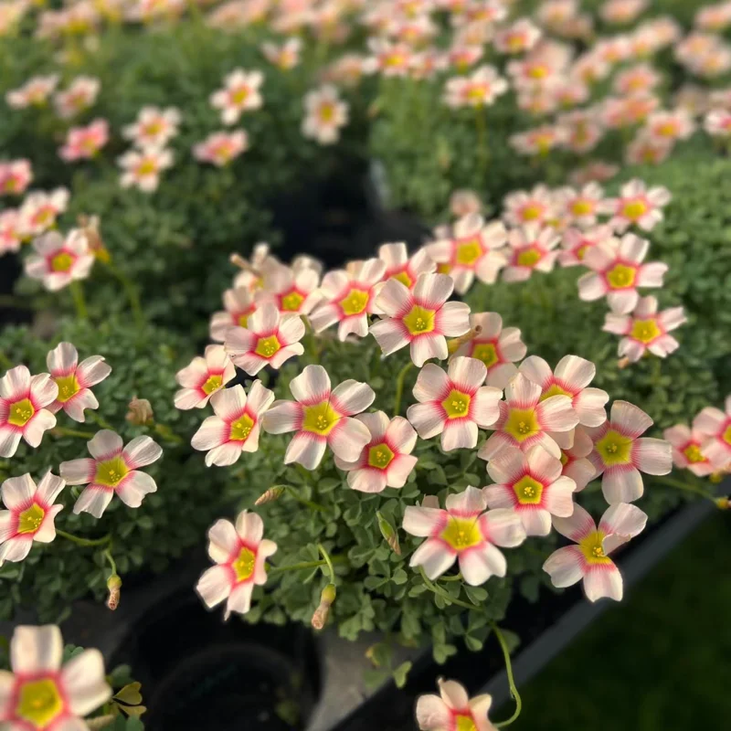 Oxalis Obtusa Vermilion Bulbs - Peach to Red Flowering, Live Plant - Image 3