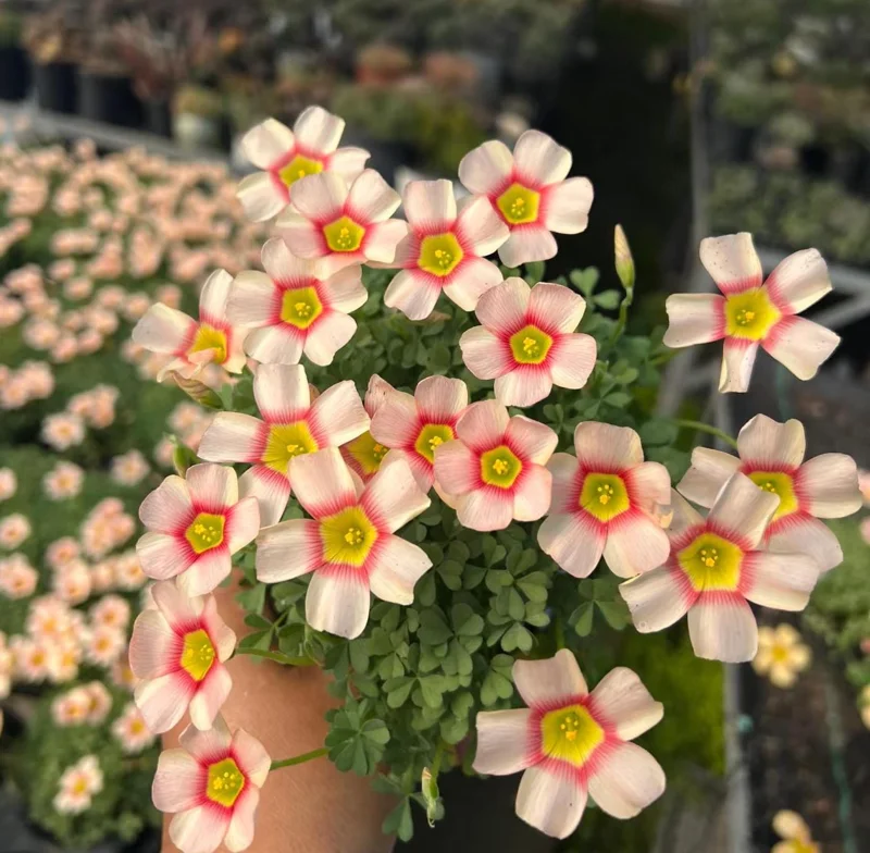 Oxalis Obtusa Vermilion Bulbs - Peach to Red Flowering, Live Plant - Image 4