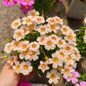 Oxalis Obtusa Vermilion Bulbs - Peach to Red Flowering, Live Plant - Image 5